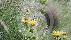 A beautiful butterfly gathering pollen at a yellow flower field on a sunny day. Clip. Green summer meadow with grass and