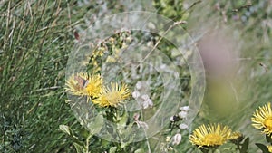 A beautiful butterfly gathering pollen at a yellow flower field on a sunny day. Clip. Green summer meadow with grass and