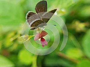 Beautiful Butterfly on grass flower at monsoon season