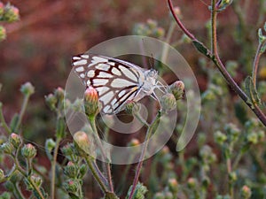 Beautiful butterfly on green grass. Photo off whaite butterfly.