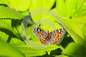 Beautiful butterfly in the green leaf