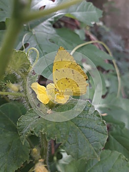 A beautiful butterfly on a green leaf