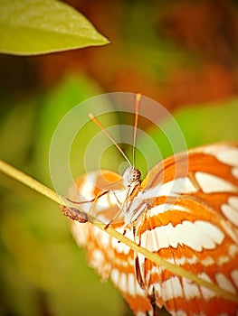 Beautiful butterfly on green leaf