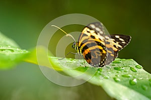 Beautiful butterfly on green leaf between waterdrops