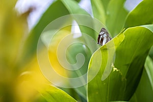 Beautiful butterfly on green leaves in a tropical garden, close up