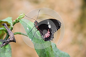 A beautiful butterfly on a green plant