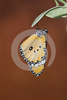 Beautiful butterfly hanging on leaves