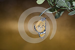 Beautiful butterfly hanging on leaves