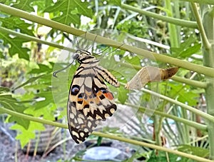 A beautiful butterfly has just emerged from its cocoon