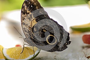 Beautiful butterfly after having finished its metamorphosis feeding on a lemon and preparing to fly freely in spring