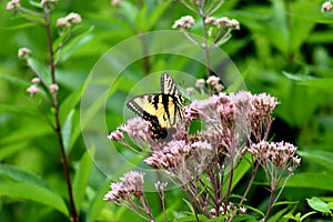 Beautiful Butterfly having lunch in the sun