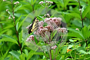 Beautiful Butterfly having some lunch