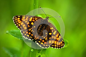 Beautiful butterfly, Heath Fritillary, Melitaea athalia, sitting on the green leaves, insect in the nature habitat, spring in the