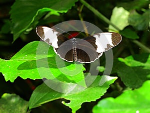 The beautiful butterfly Heliconius Cydno resting on a green leaf