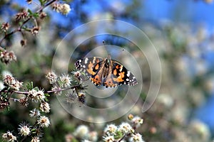 Beautiful butterfly while hiking in the superstition mountains photo