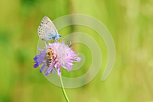 Butterfly and honey bee on purple flower