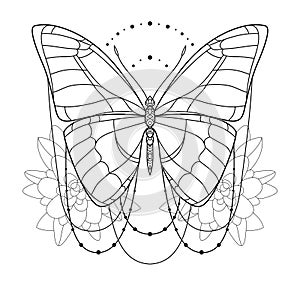 Beautiful butterfly icon. Monochrome vector illustration is isolated on a white background. Insects art. Decorative element