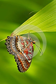 Beautiful butterfly from India. Red Lacewing, Cethosia biblis, sitting on the green leaves. Insect in dark tropic forest, nature