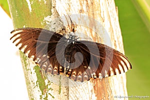 A beautiful Butterfly. Insect with gorgeous wings