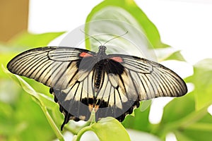 A beautiful Butterfly. Insect with gorgeous wings