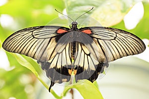 A beautiful Butterfly. Insect with gorgeous wings