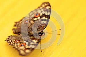 A beautiful Butterfly. Insect with gorgeous wings