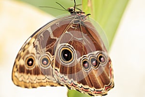 A beautiful Butterfly. Insect with gorgeous wings