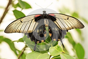 A beautiful Butterfly. Insect with gorgeous wings