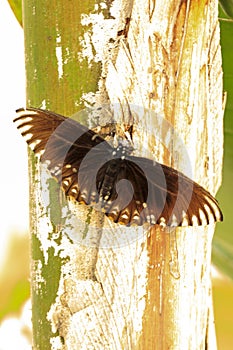 A beautiful Butterfly. Insect with gorgeous wings