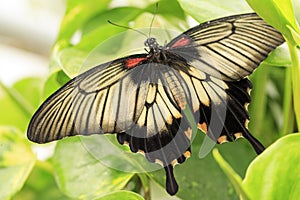 A beautiful Butterfly. Insect with gorgeous wings