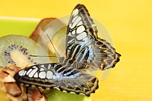 A beautiful Butterfly. Insect with gorgeous wings