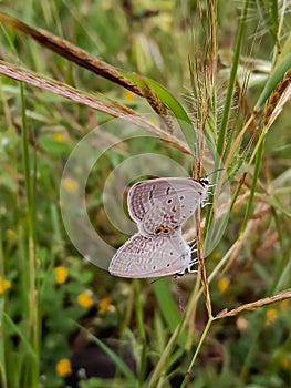 Beautiful butterfly insects on grass in Indian wild life nature