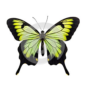 Beautiful butterfly isolated.Ornithoptera alexandrae.Yellow butterfly.Moth. AI Generated
