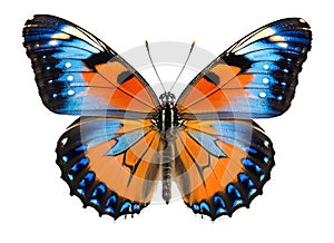 beautiful butterfly, isolated on white?closeup?png?season