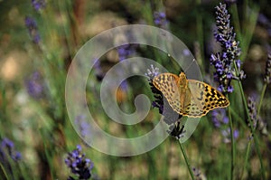 Beautiful butterfly landed on lavender flower