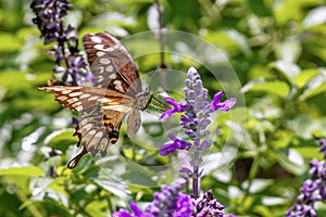 Beautiful Butterfly on Lavender