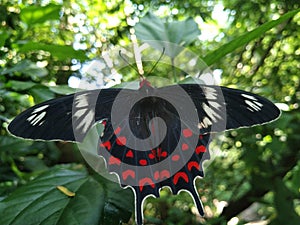 A beautiful butterfly on the leaf