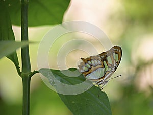 Beautiful butterfly on a leaf.