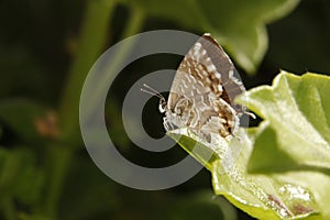 Beautiful butterfly on a leaf photo