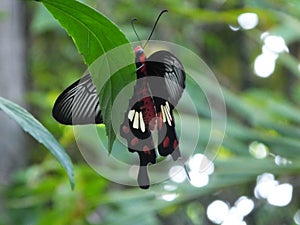 Beautiful butterfly on a leaf in Cambodia