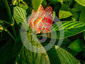 The beautiful butterfly on the leaves.