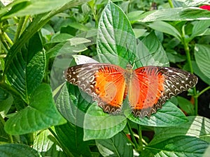 The beautiful butterfly on the leaves.