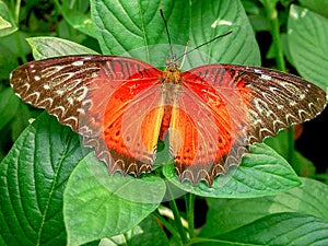 The beautiful butterfly on the leaves.