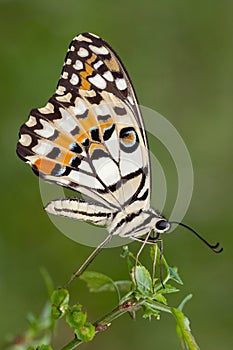 Beautiful butterfly in the leaves