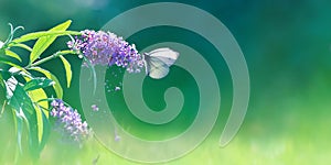 Beautiful butterfly and lilac purple summer flowers on a background of green foliage and grass in a fairy garden. Macro artistic b