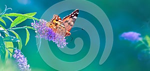 Beautiful butterfly and lilac summer flowers on a background of green blue  foliage in a fairy garden. Macro artistic image. Wonde