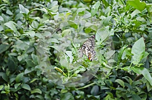 Beautiful Butterfly In Lime Tree