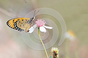 beautiful butterfly is looking for flower nectar