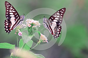 beautiful butterfly is looking for flower nectar