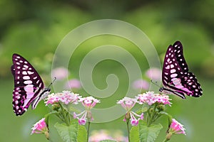 beautiful butterfly is looking for flower nectar